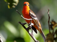 819A7757Flame-colored_Tanager