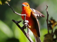 819A7759Flame-colored_Tanager