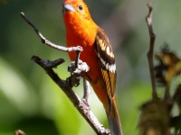 819A7760Flame-colored_Tanager