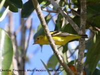 819A7787Female_Flame-colored_Tanager