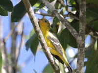 819A7789Female_Flame-colored_Tanager