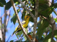 819A7796Flame-colored_Tanager