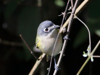 819A7806Female_Black-capped_Vireo