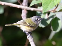 819A7823Female_Black-capped_Vireo