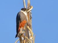 819A7903Bat_Falcon