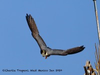 819A7944Bat_Falcon