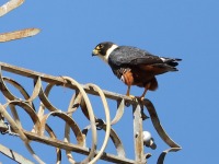 819A7989Bat_Falcon