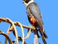 819A8004Bat_falcon