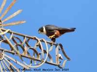 819A8007Bat_Falcon