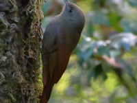 819A8024Olivaceous_Woodcreeper