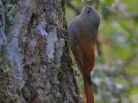 819A8029Olivaceous_Woodcreeper