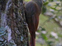 819A8030Olivaceous_Woodcreeper