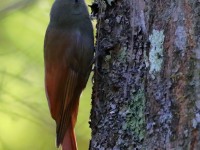 819A8034Olivaceous_Woodcreeper