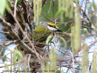 819A8102Chestnut-sided_Shrike-Vireo