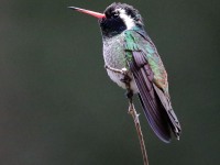 819A8108White-eared_Hummingbird