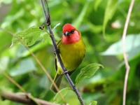 819A8118Red-headed_Tanager