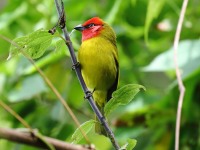819A8121Red-headed_Tanager