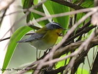 819A8133Crescent-chested_Warbler