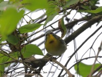 819A8148Crescent-chested_Warbler