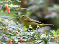 819A8156Orange-crowned_Warbler