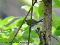 819A8170Crescent-chested_Warbler