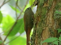 819A8174Olivaceous_Woodcreeper