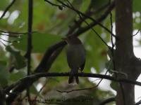 819A8234Orange-billed_Nightingale-thrush