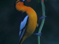 819A8242Bullocks_Oriole