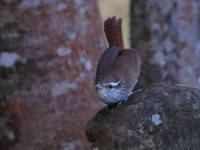 819A8253Sinaloa_Wren