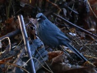 819A8290Blue_Mockingbird