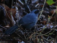 819A8296Blue_Mockingbird