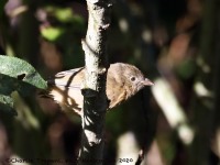 819A8304Female_Red-crownde_Ant-Tanager