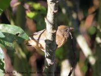 819A8306Red-crowned_Ant_Tanager