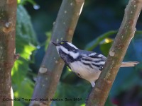 819A8313Black-throated_Gray_Warbler