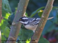 819A8317Black-throated_Gray_Warbler