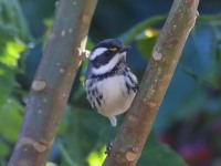 819A8319Black-throated_Gray_warbler