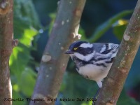 819A8322Black-throated_Gray_Warbler