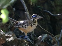 819A8359Lesser_Roadrunner