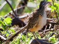 819A8492Lesser_Roadrunner