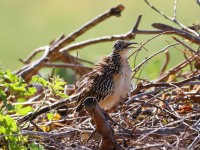 819A8504Lesser_Roadrunner