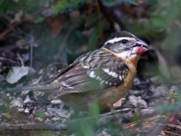 819A9592Black-headed_Grosbeak