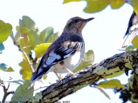 819A9629Aztec_Thrush