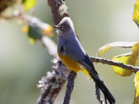819A9645Gray_Silky-Flycatcher