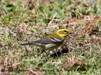 819A9681Townsends_Warbler