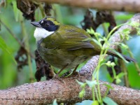 819A9713Green-striped_Brushfinch