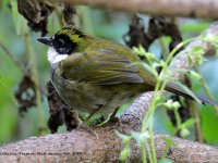 819A9716Green-striped_Brushfinch