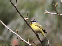 819A9718Nashville_Warbler