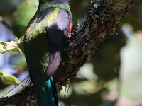 819A9722Mountain_Trogon