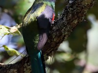 819A9724Mountain_Trogon