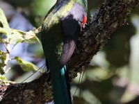 819A9729Mountain_Trogon